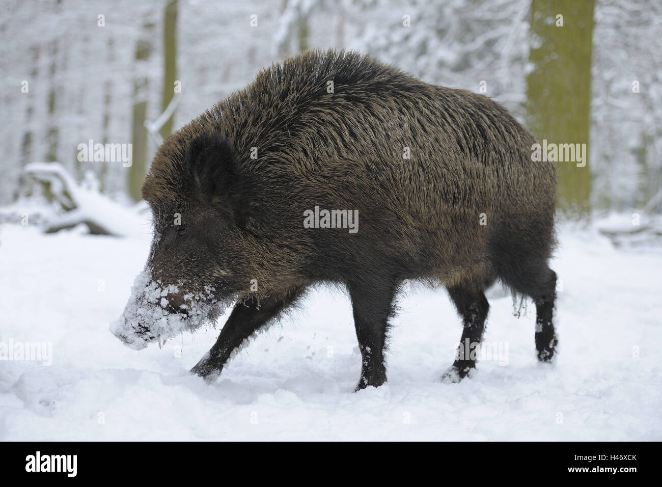 Germany, Hessen, Wild Boar, Wood, Snow, Winter Stock Photo - Alamy