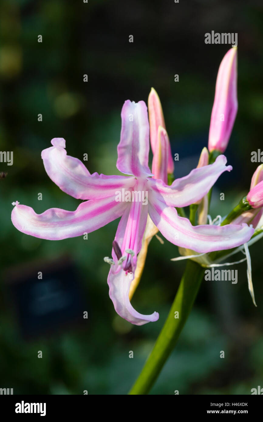 Pink and white striped flower of the half-hardy hybrid bulb, Nerine 'Zeal Candystripe' beginning its Autumn display Stock Photo
