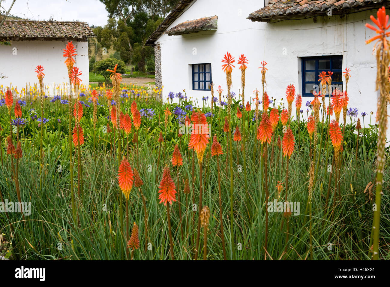 Ecuador, province of Imbabura, Zuleta, hacienda, garden, flowers, torch lilies, Stock Photo