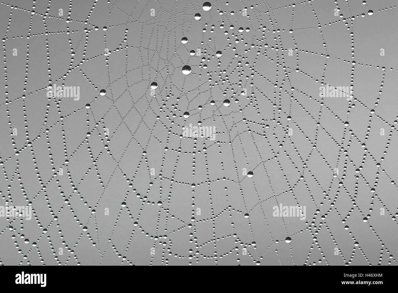 Spider web background with morning dew Stock Photo
