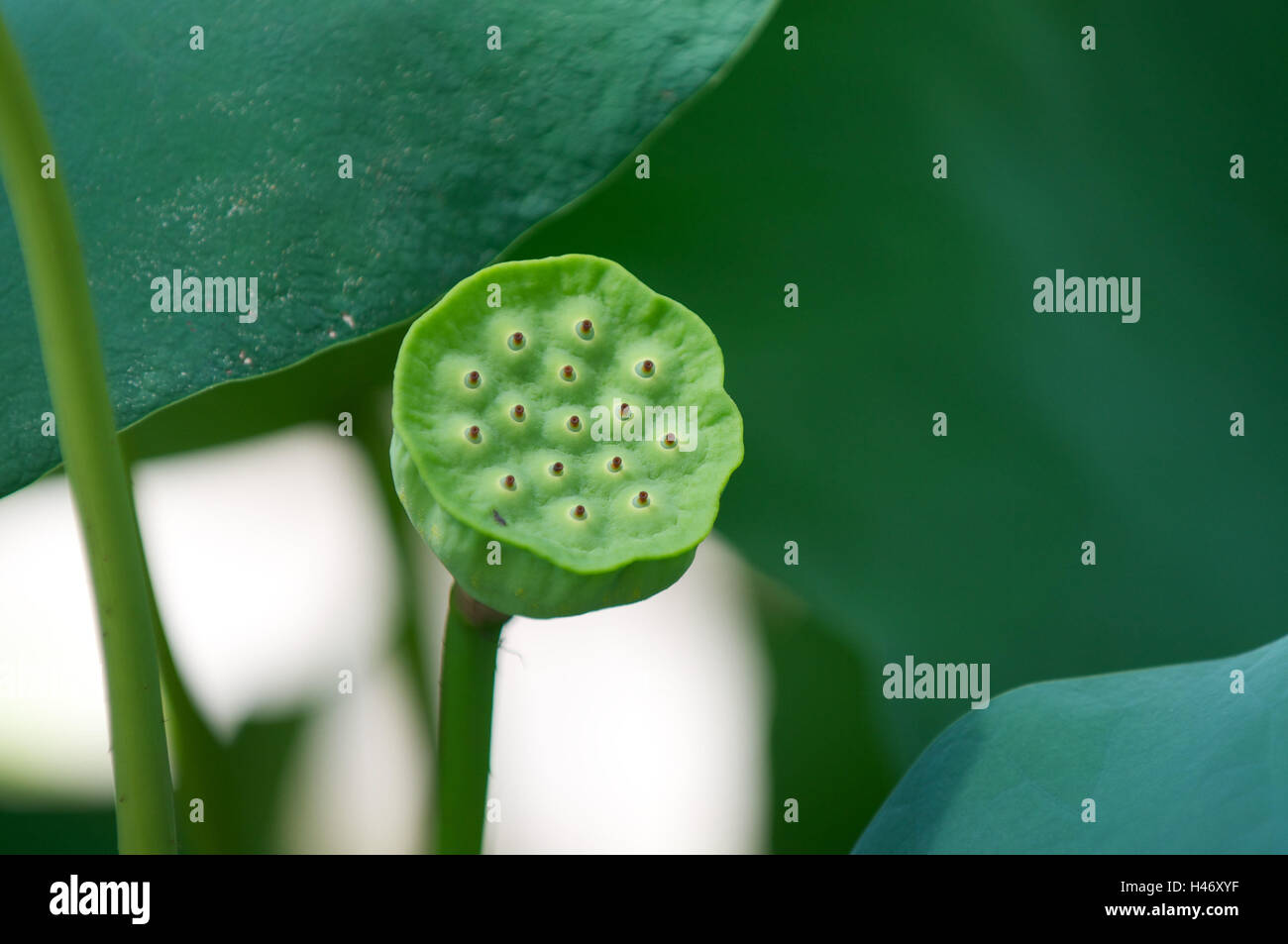 Calyx of a lotus flower, Stock Photo