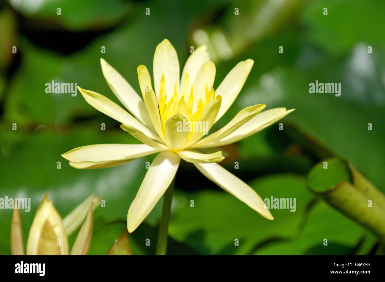yellow water lily, Nymphaeaceae, Nymphaea mexicana, Stock Photo