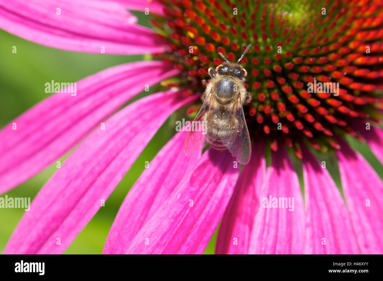 Bee on Echinacea blossom, close-up, Stock Photo