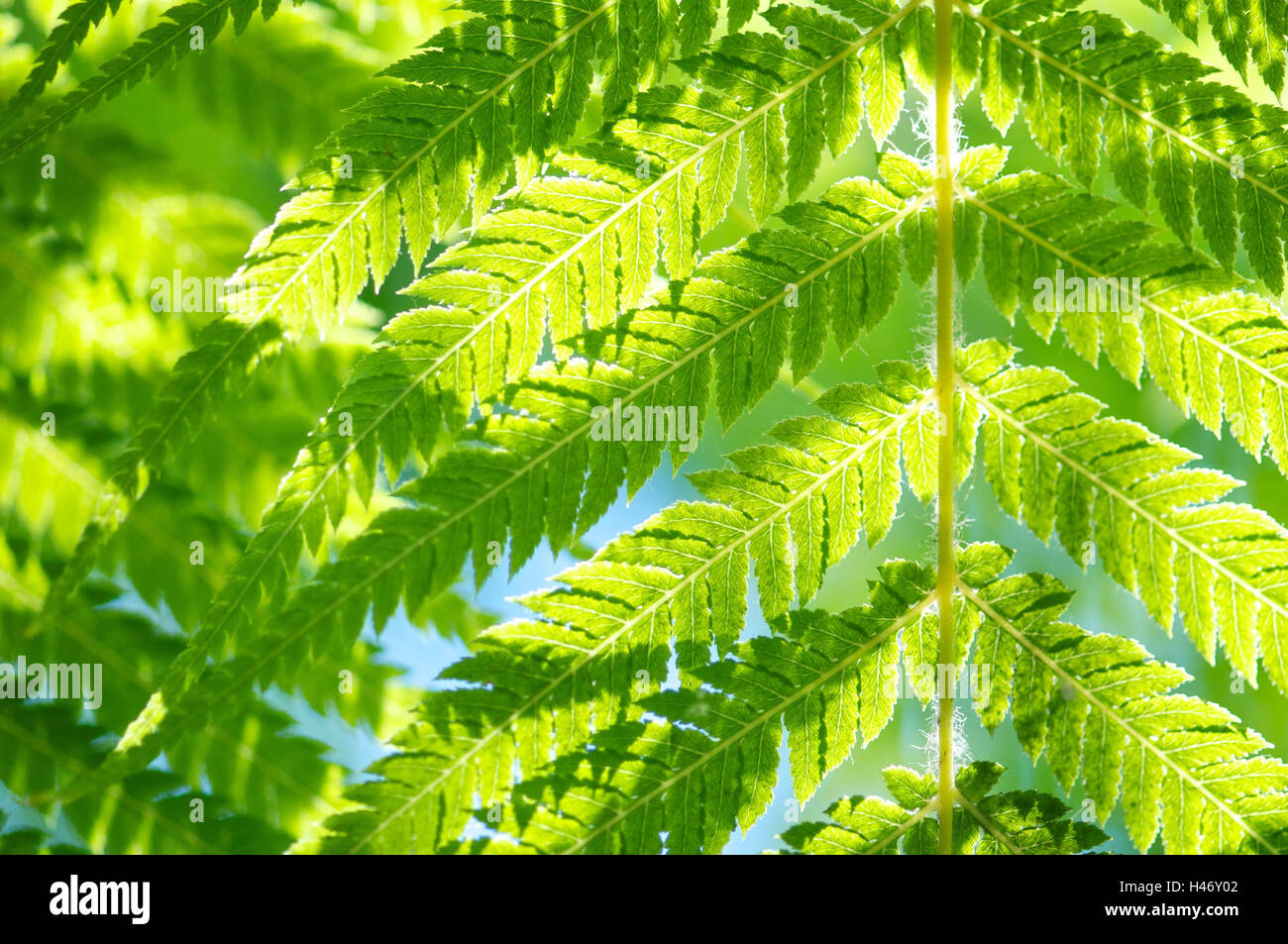 Fern in sunlight, close-up, Dicksoniaceae, Dicksonia squarrosa, New Zealand, Stock Photo