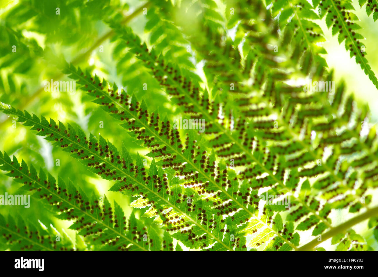 Fern in sunlight, close-up, Dicksoniaceae, Dicksonia squarrosa, New Zealand, Stock Photo