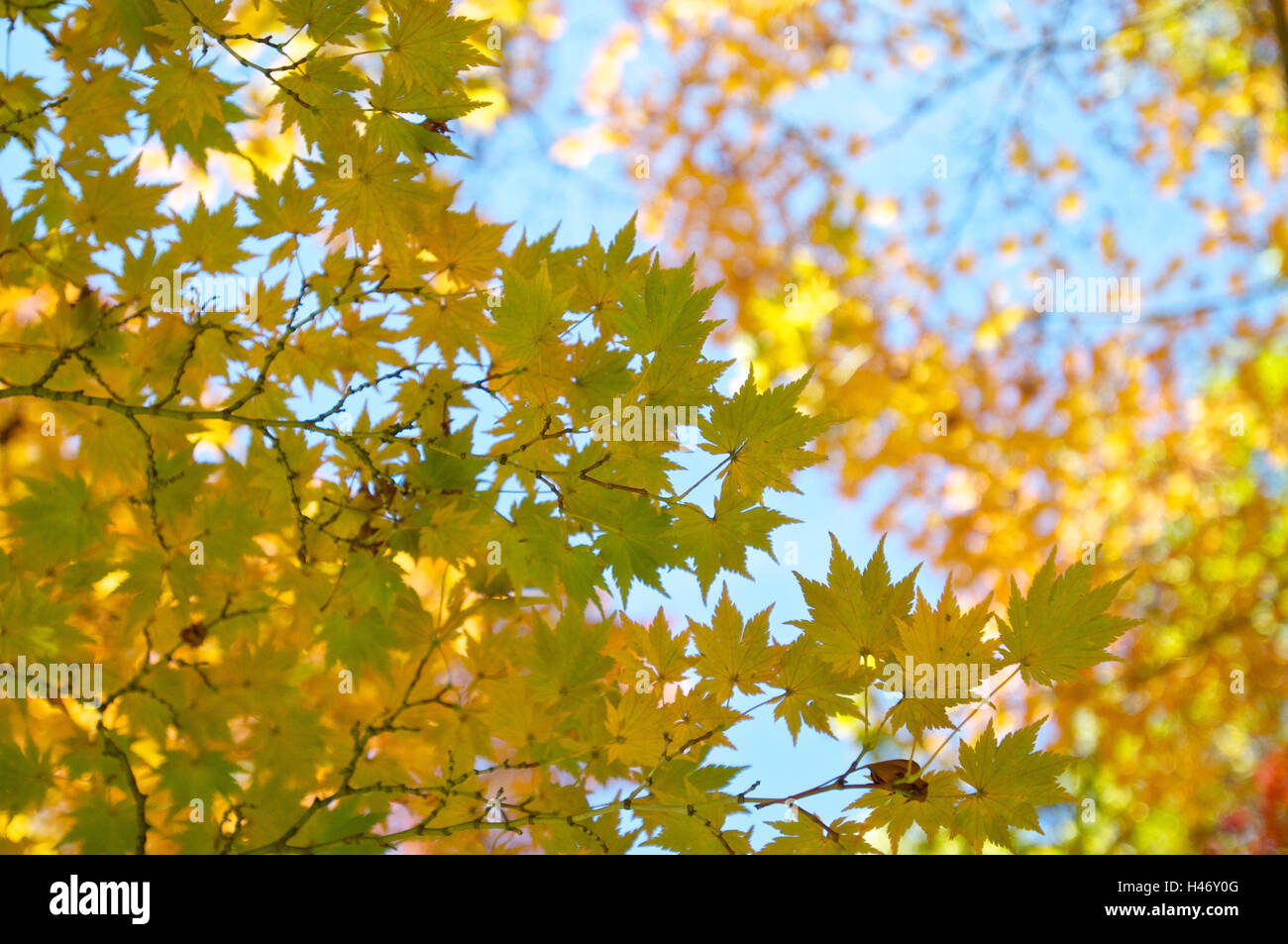 Maple, branches, leaves, autumn, Stock Photo