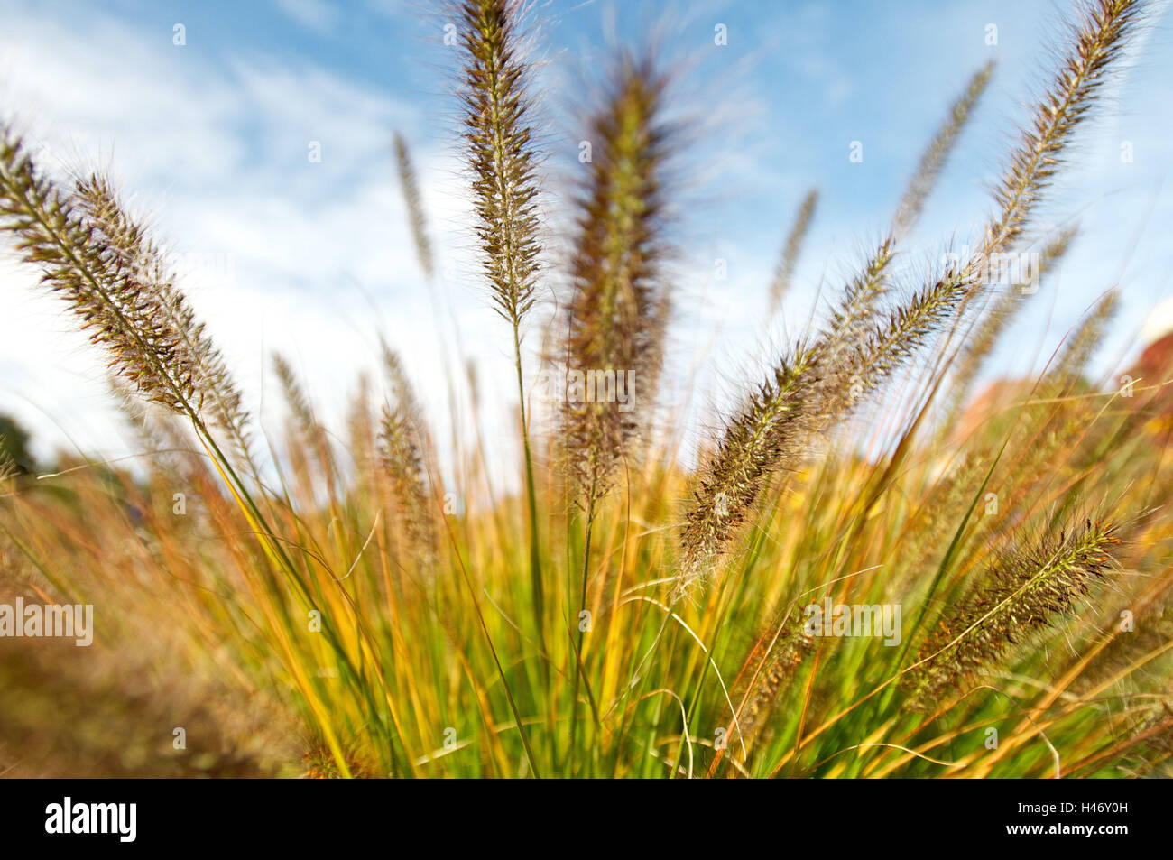 Autumn grasses, Pennisetum alopecuroides, Chinese pennisetum, Stock Photo