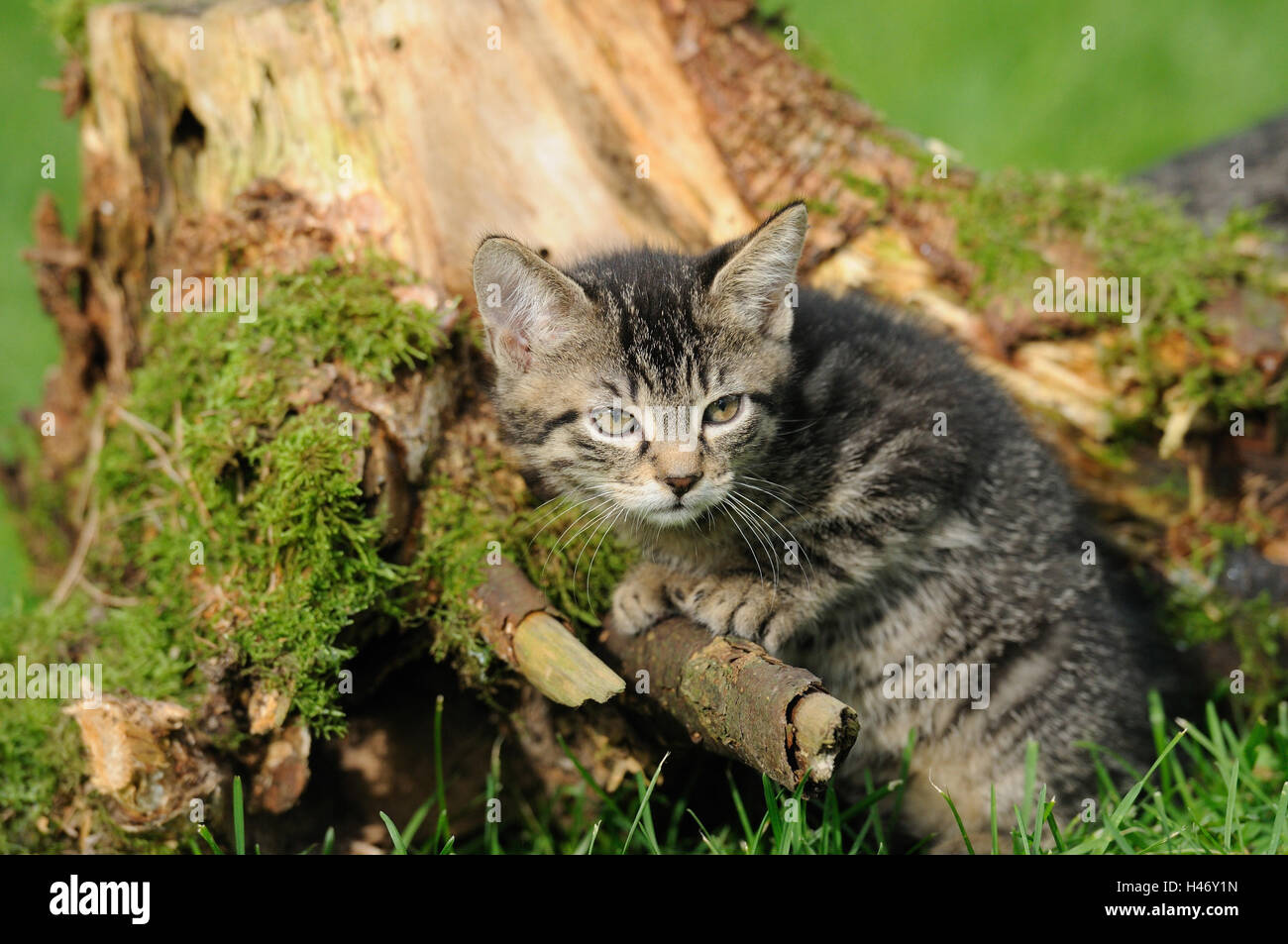 House cat, Felis silvestris catus, young animal in trunk Stock Photo Alamy
