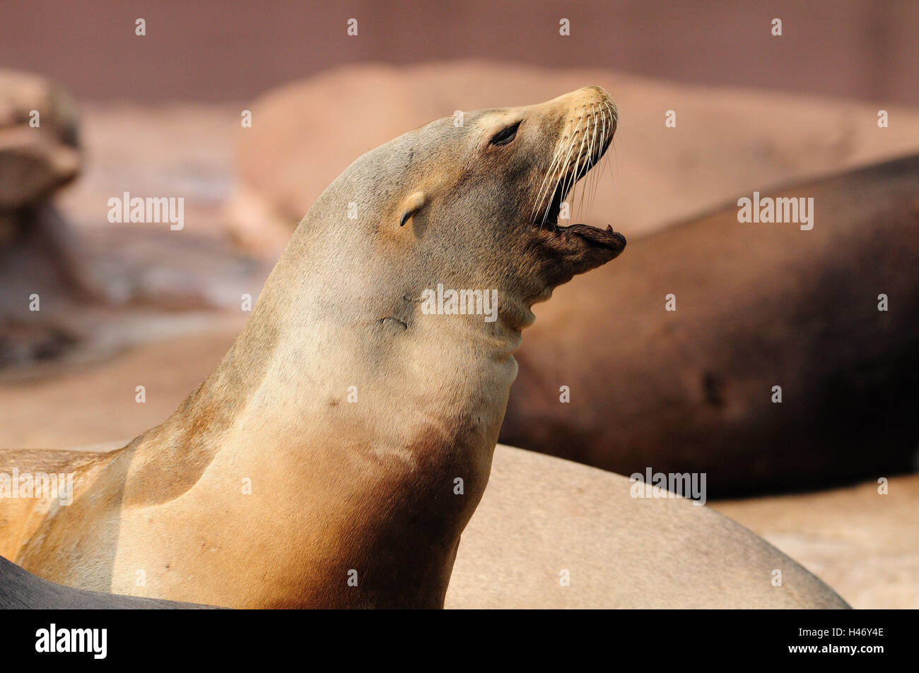 Californian sea lion, Zalophus californianus, half portrait, side view, Stock Photo