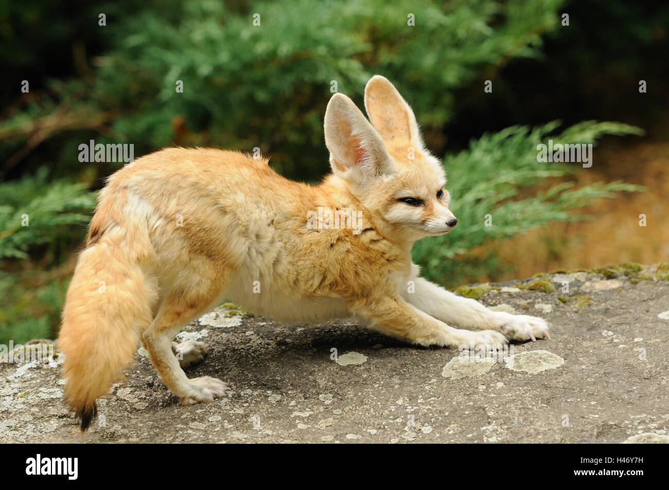 Desert fox hi-res stock photography and images - Alamy