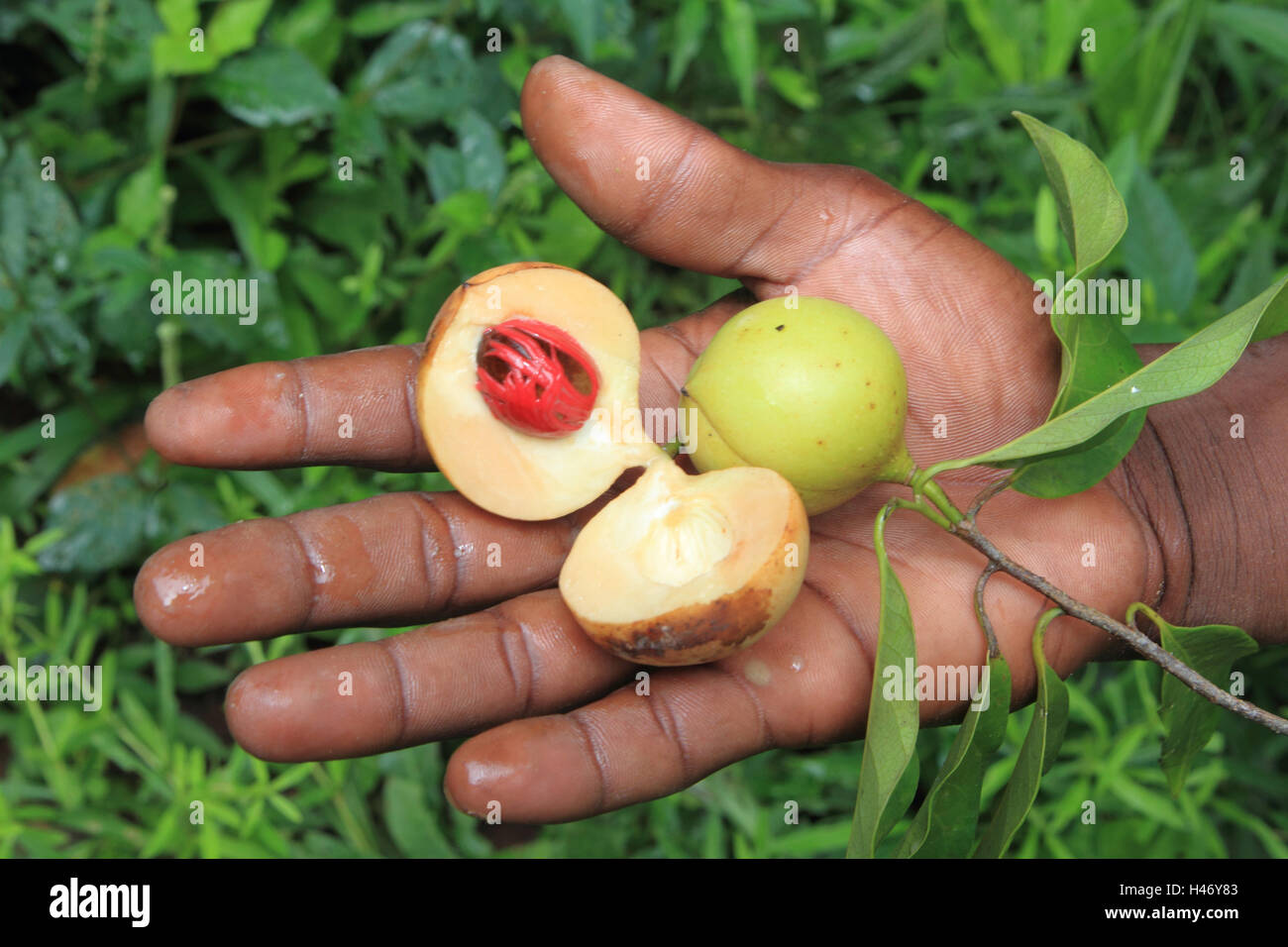 Nutmeg plant hi-res stock photography and images - Alamy