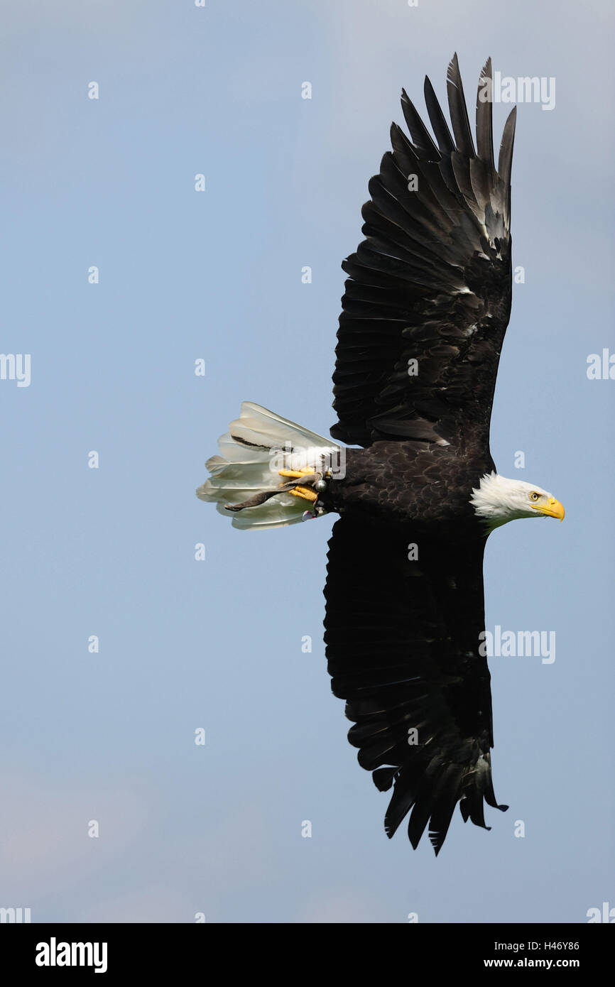 White head lake eagle, Haliaeetus leucocephalus, in the flight Stock ...