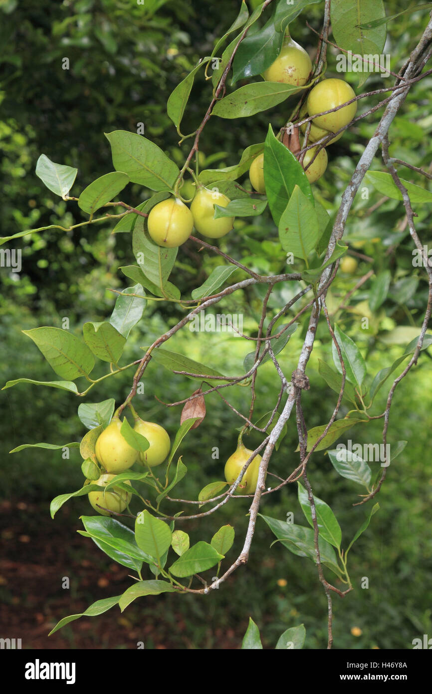 Nutmeg tree hires stock photography and images Alamy