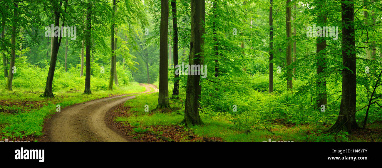 Forest road through a beech forest in Feldberger Seenlandschaft, Germany Stock Photo