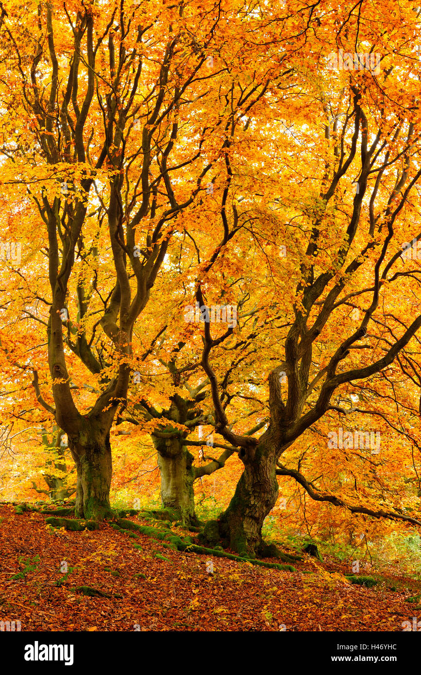 Old crooked, knobby beech and oak trees, Hesse, Germany Stock Photo