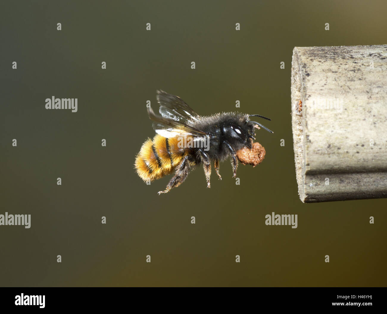hornfaced bee, Osmia cornuta, in flight Stock Photo Alamy