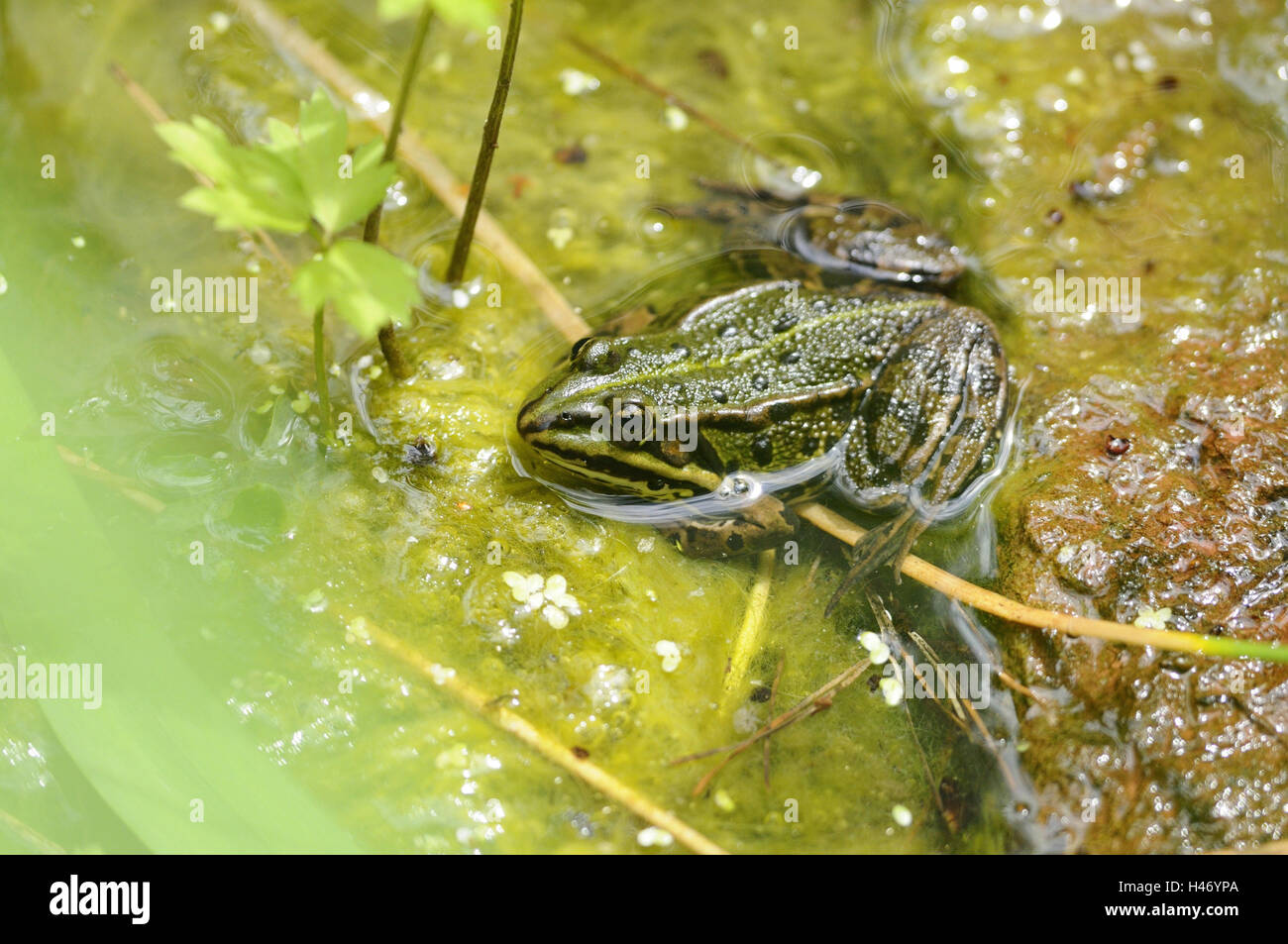 Marsh frog, Rana ridibunda, Stock Photo