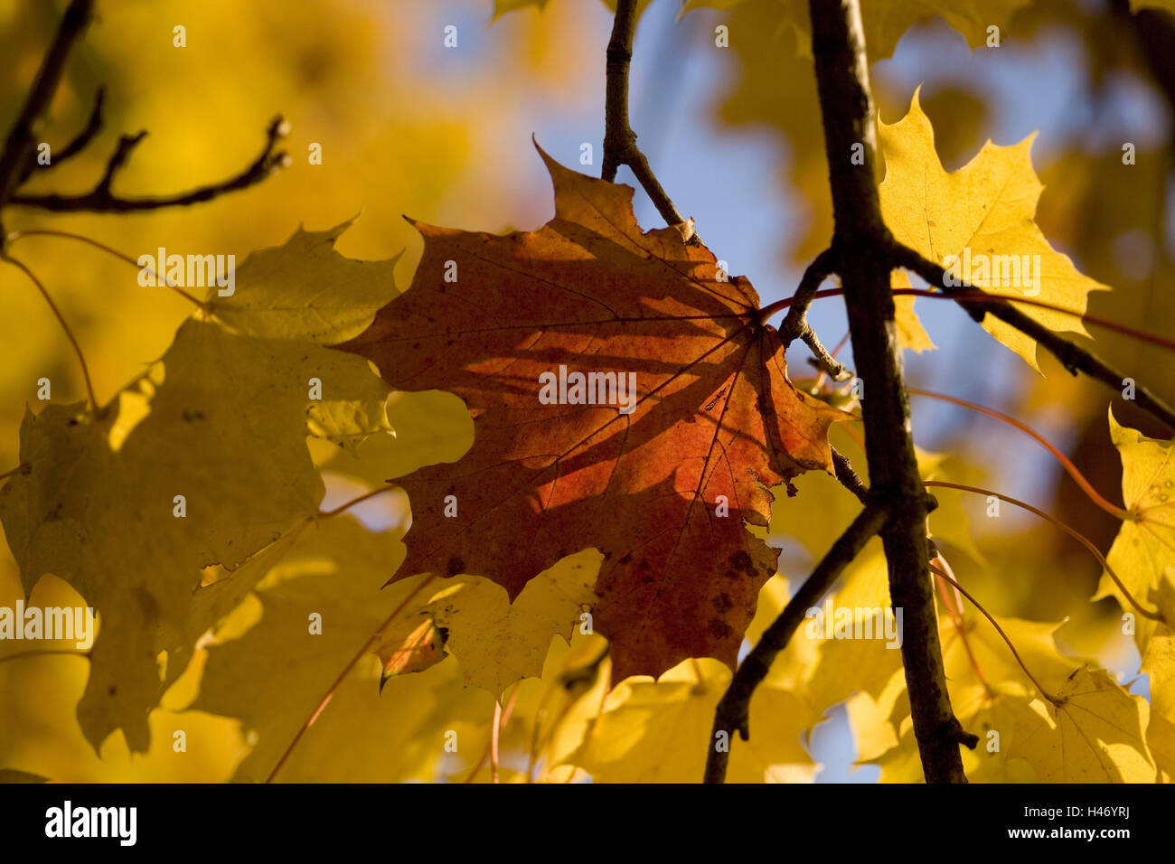 Maple branch autumn leaves in hi-res stock photography and images - Alamy