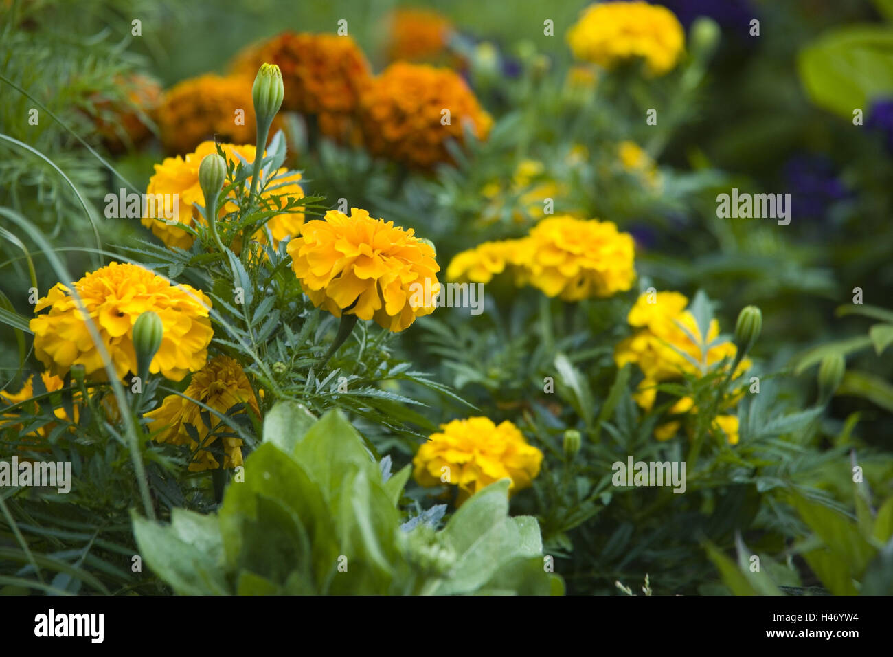 French marigold, Stock Photo