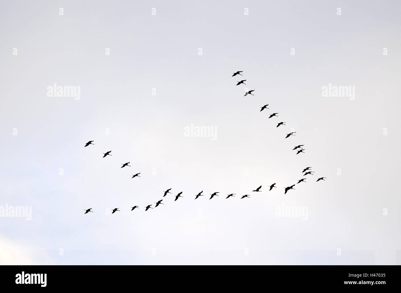Crane's formation, Stock Photo