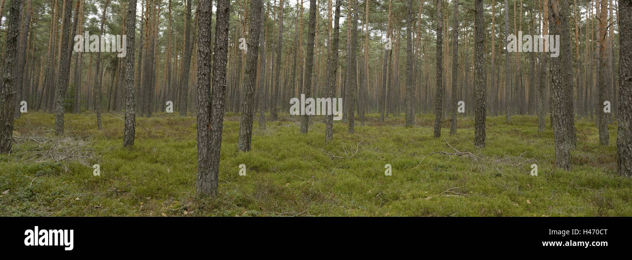 Scenery, forest, trunks, Scots pine, Pinus sylvestris, Stock Photo