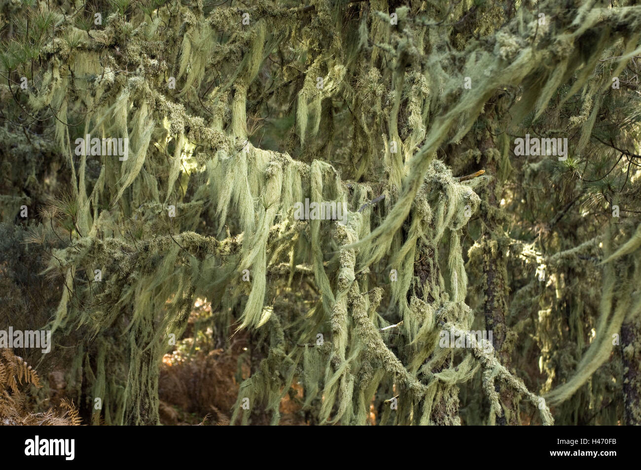Spain, grain Canaria, lichens, barber's itches, Usnea barbata, close Vega de San Mateo, Stock Photo