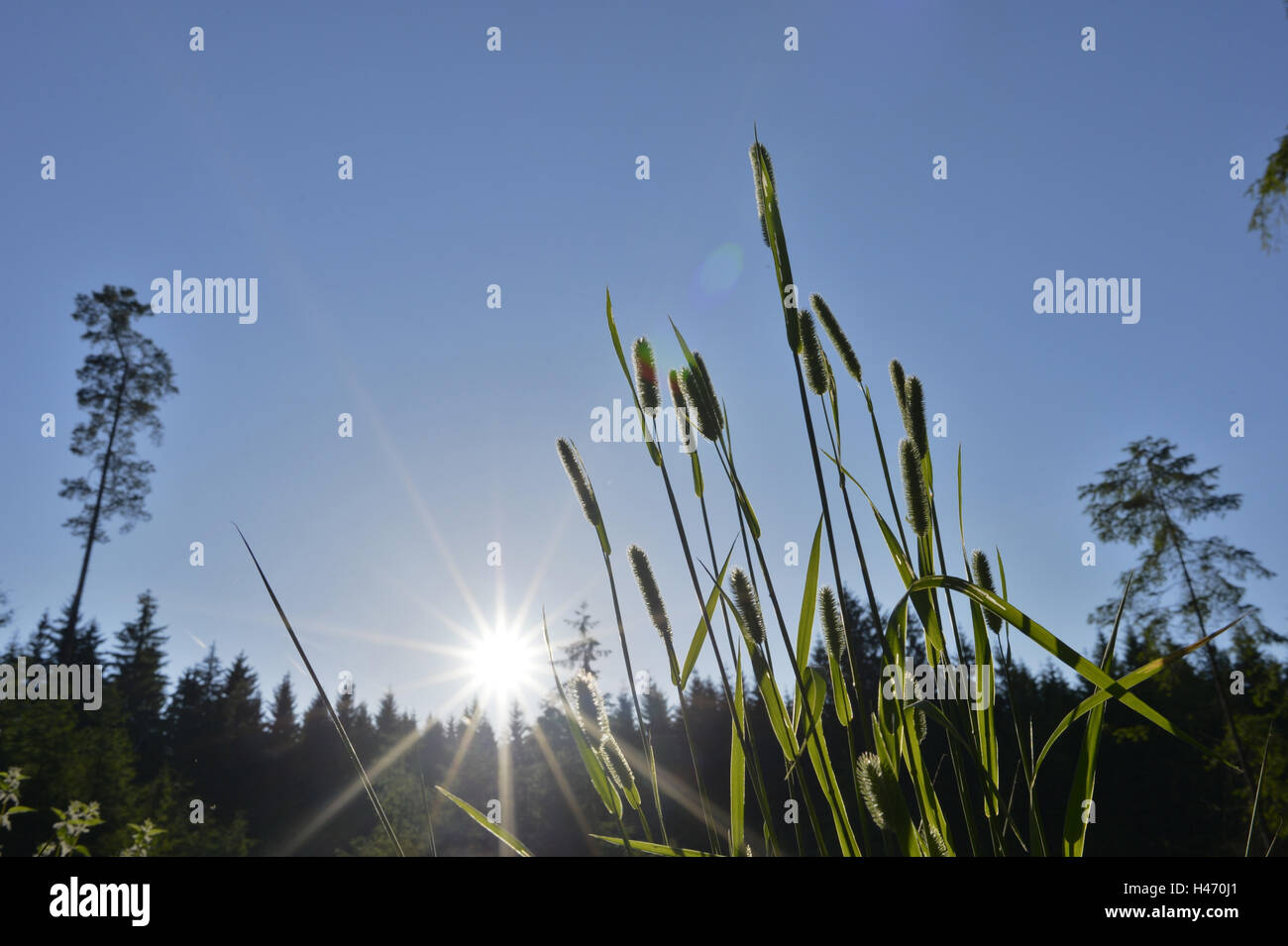 Meadow foxtail, Alopecurus pratensis, landscape, backlight, Stock Photo