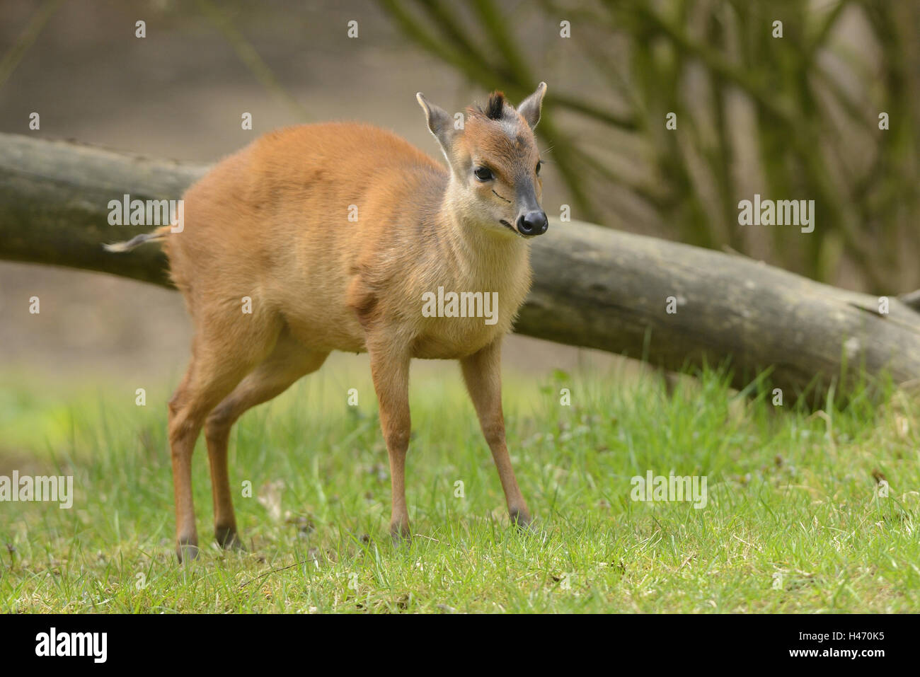Red forest duiker, Cephalophus natalensis, standing, Stock Photo