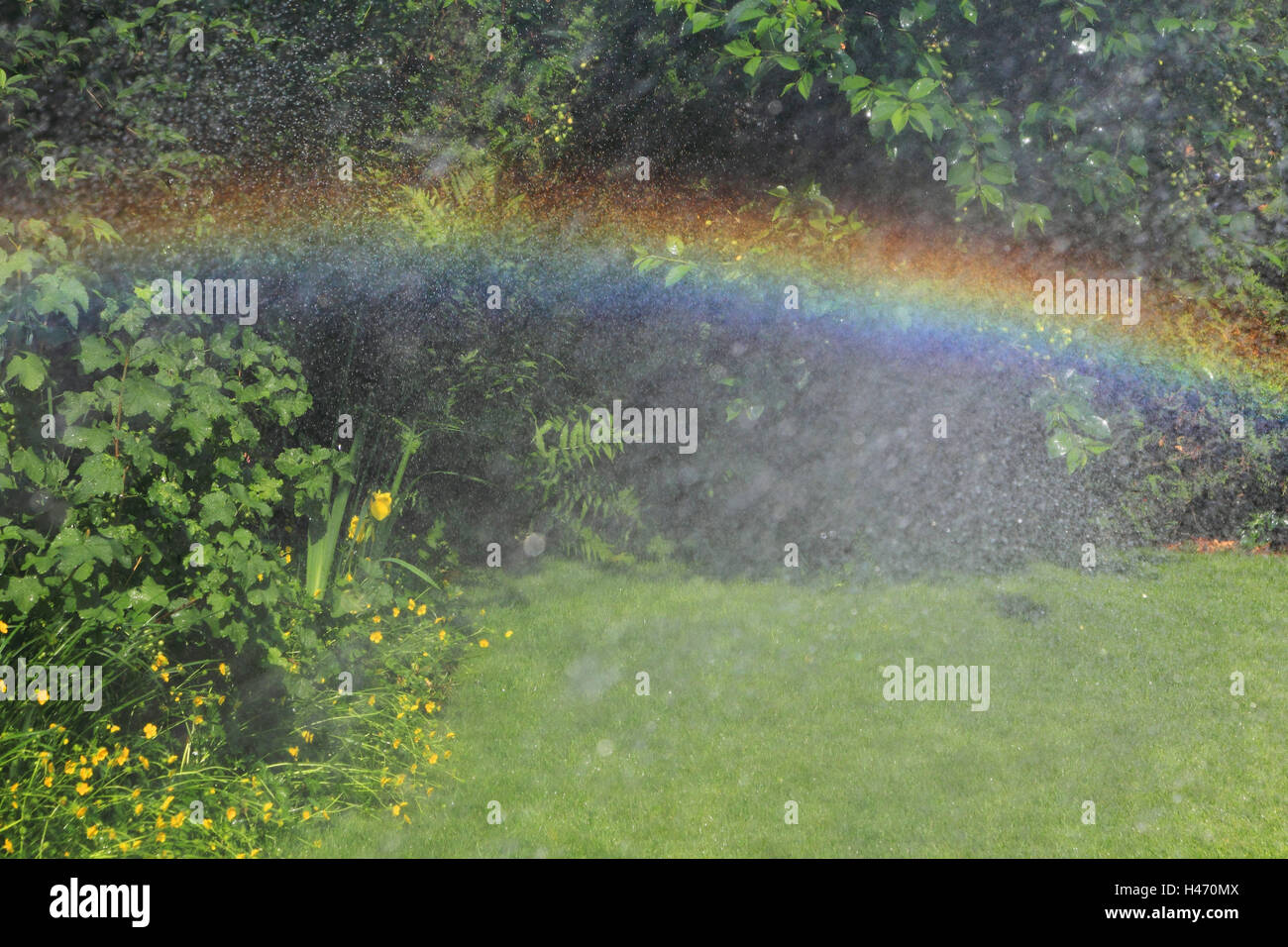 Rainbows in the garden, Stock Photo