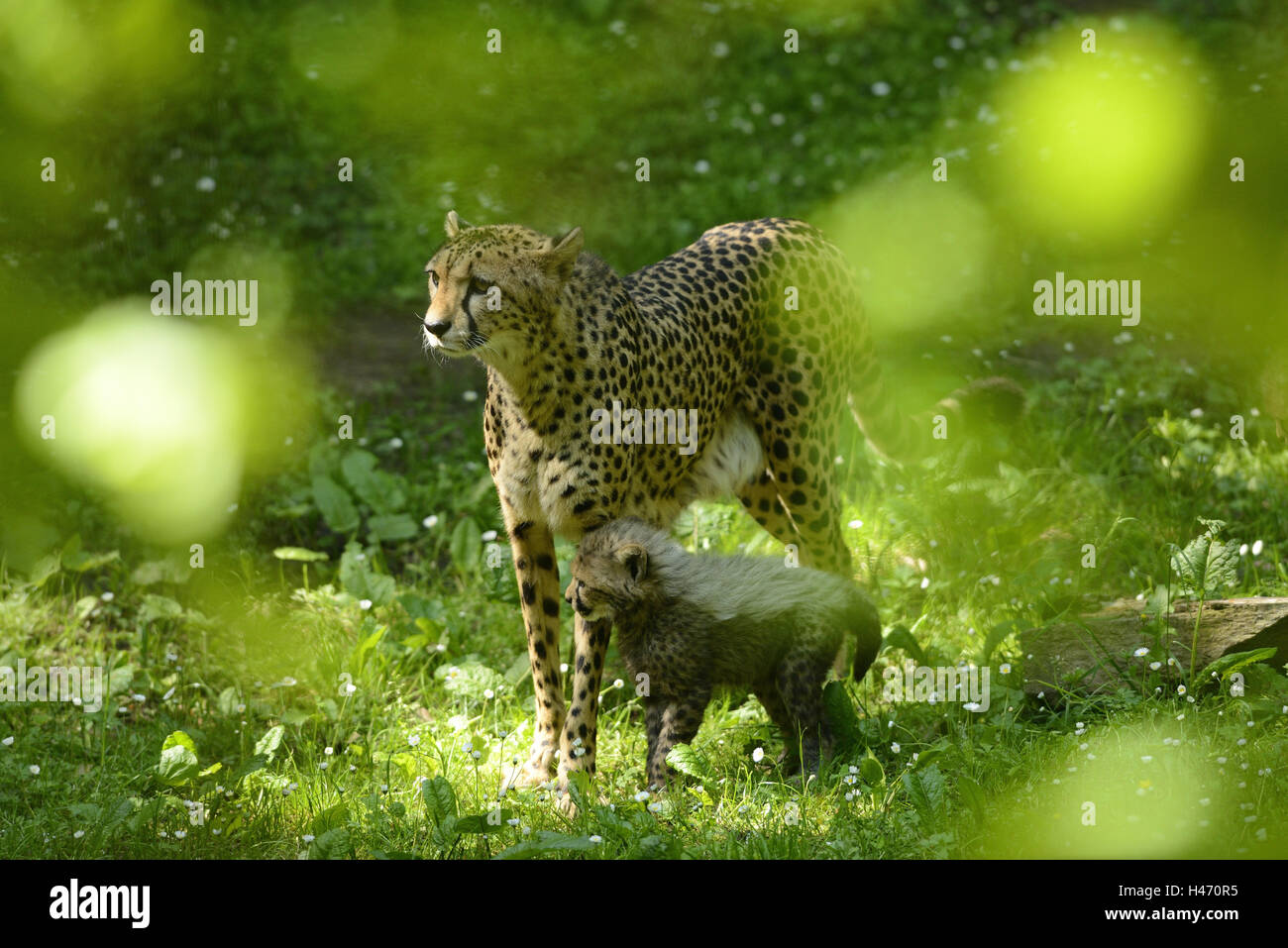 South African cheetahs, Acinonyx jubatus jubatus, young animal, Stock Photo