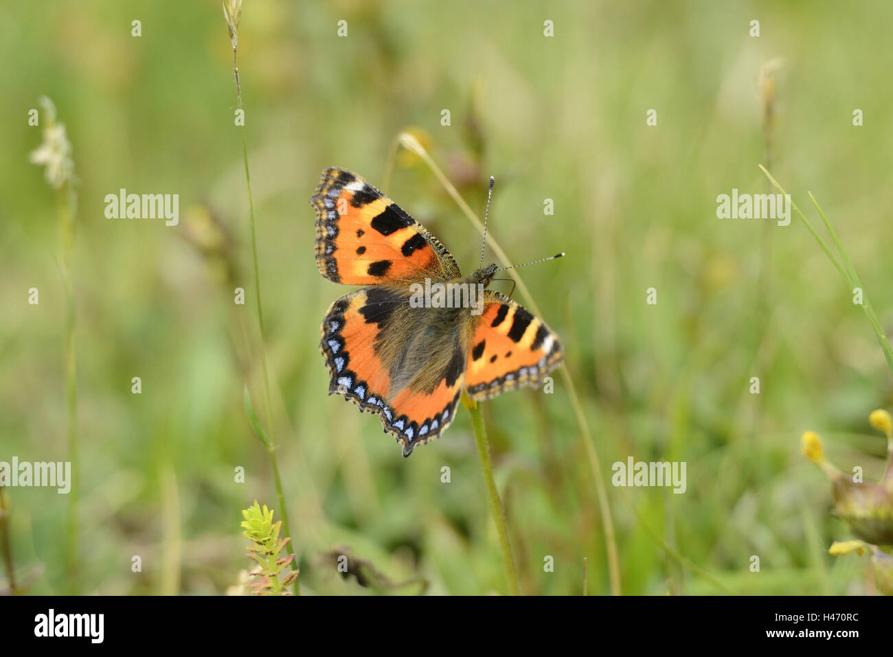 Small tortoiseshell, Aglais urticae, Nymphalis urticae, back view, Stock Photo