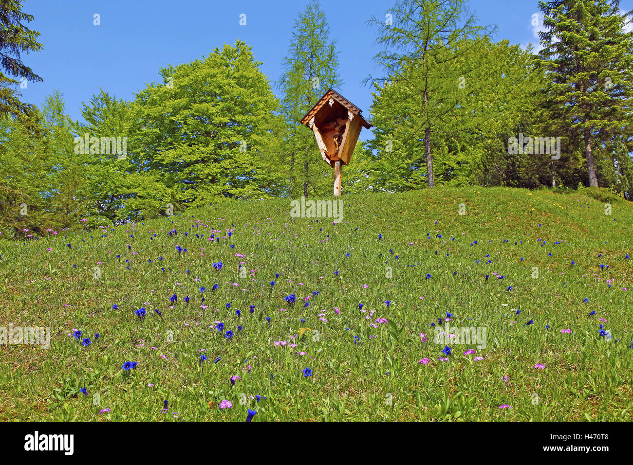 steep gentian meadow with Marterl, Stock Photo
