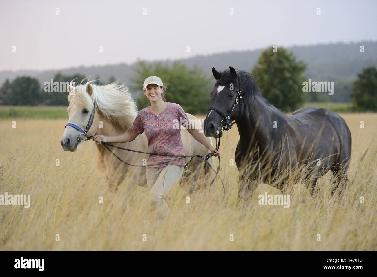 Rider, horses, meadow, looking at camera, landscape, Stock Photo