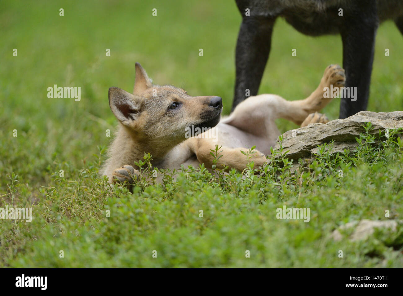 Eastern timber wolf, Canis lupus lycaon, puppy, meadow, lying, Stock Photo
