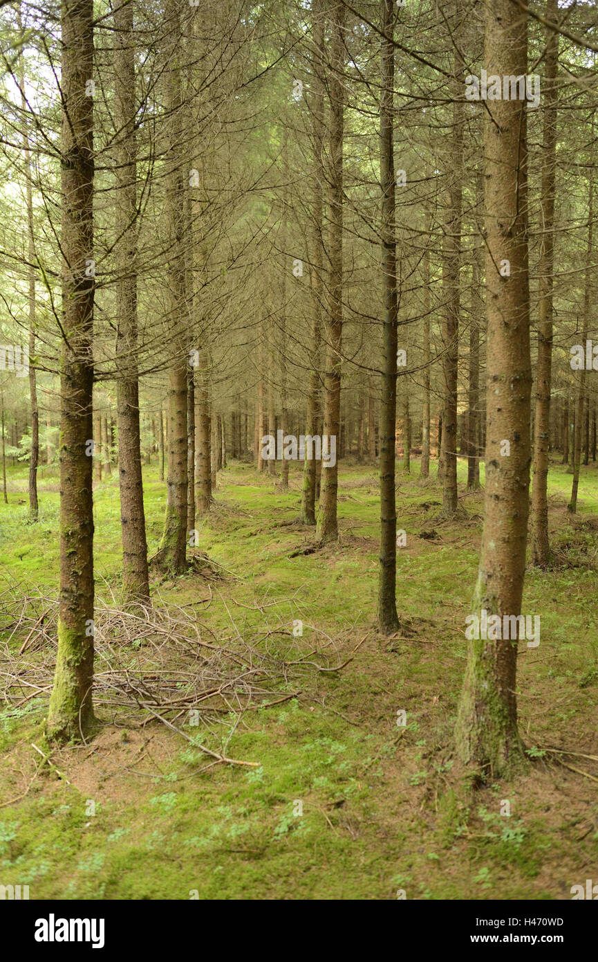 Spruces, Picea abies, spruce forest, monoculture, Stock Photo