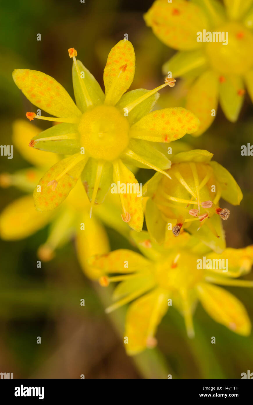 Yellow Saxifrage (Saxifraga aizoides), Ben Lawers National Nature ...