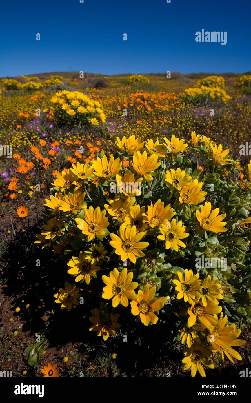 South, Africa, Namaqualand, spring blossom, flowers, Stock Photo