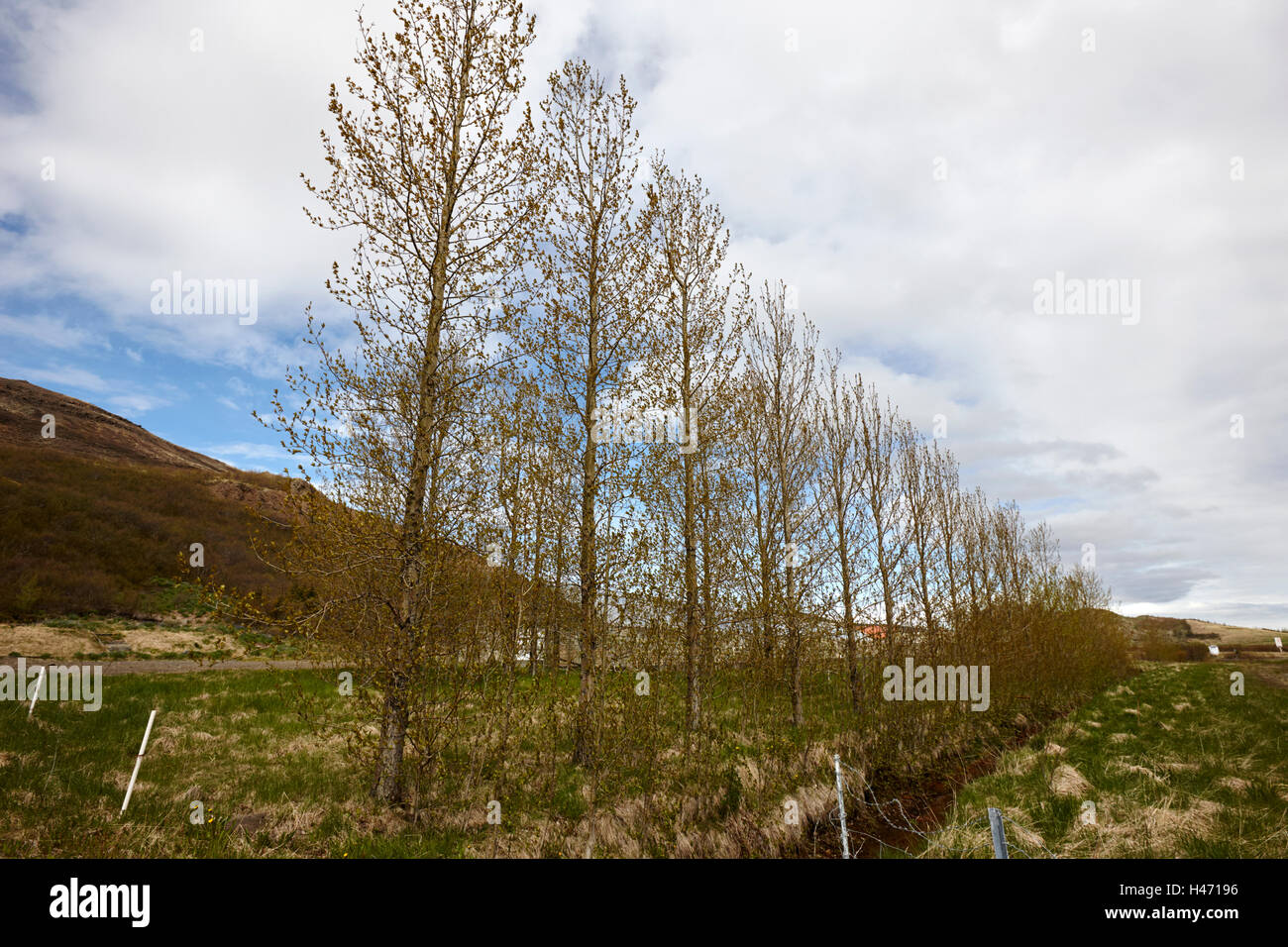 row of trees planted as a windbreak for a greenhouse in remote region of Iceland Stock Photo
