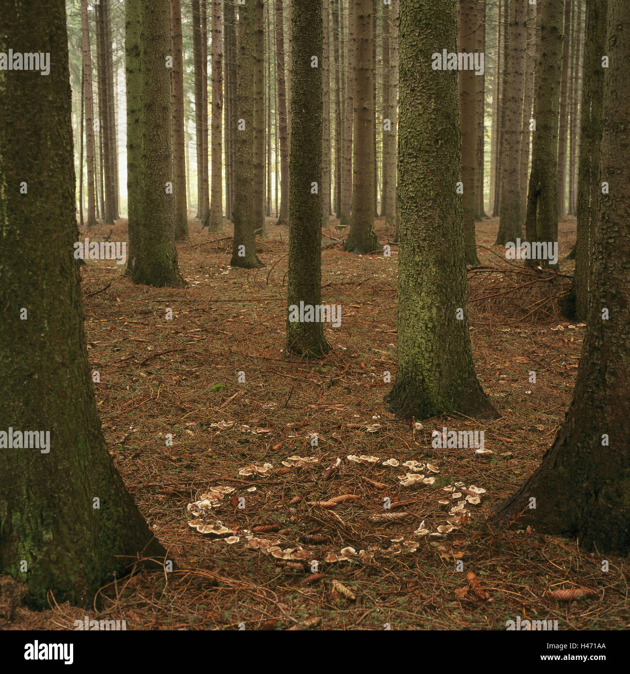 Wood, fungi, witch's ring, plants, trees, trunks, forest floor, forest fungi, fairy ring, array, aggregation, circularly, nature, deserted, Stock Photo