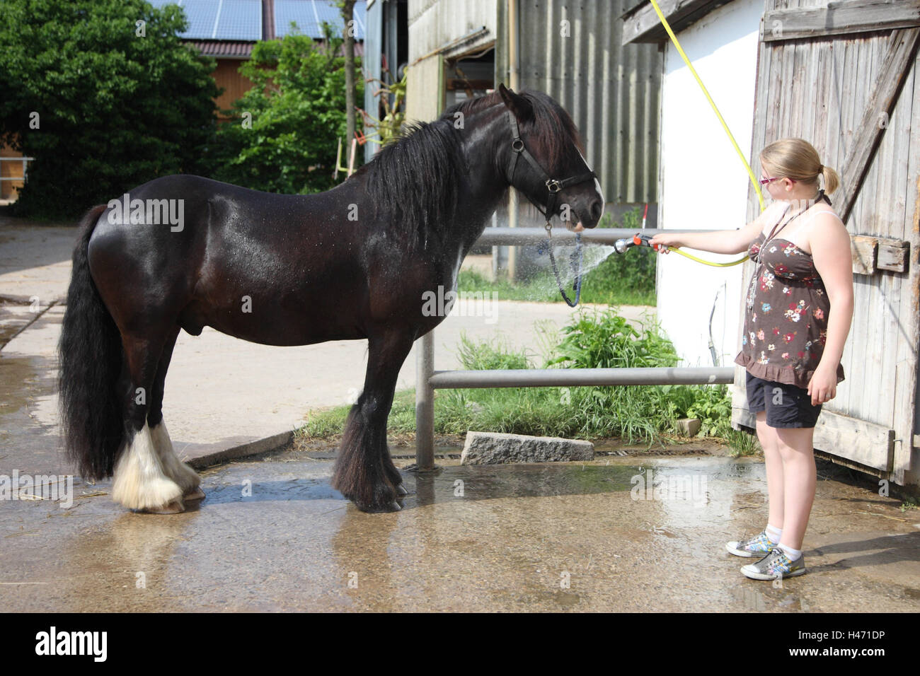 Girl gives of a shower horse Stock Photo Alamy