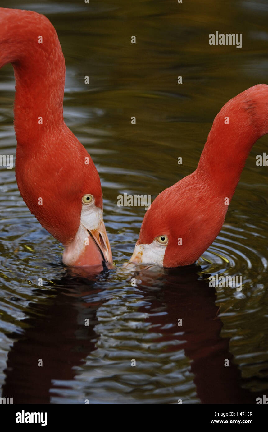 Rose's flamingos, Phoenicopterus ruber roseus, water Stock Photo - Alamy