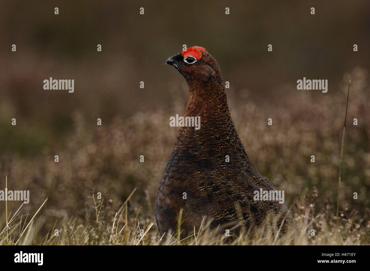 Red grouse, Lagopus lagopus scoticus, Stock Photo