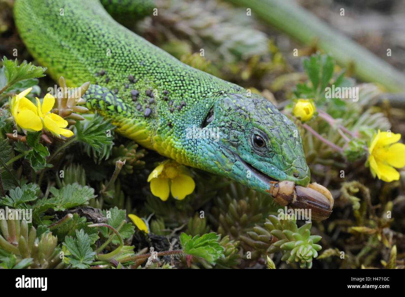 Lizard eating insect hires stock photography and images Alamy