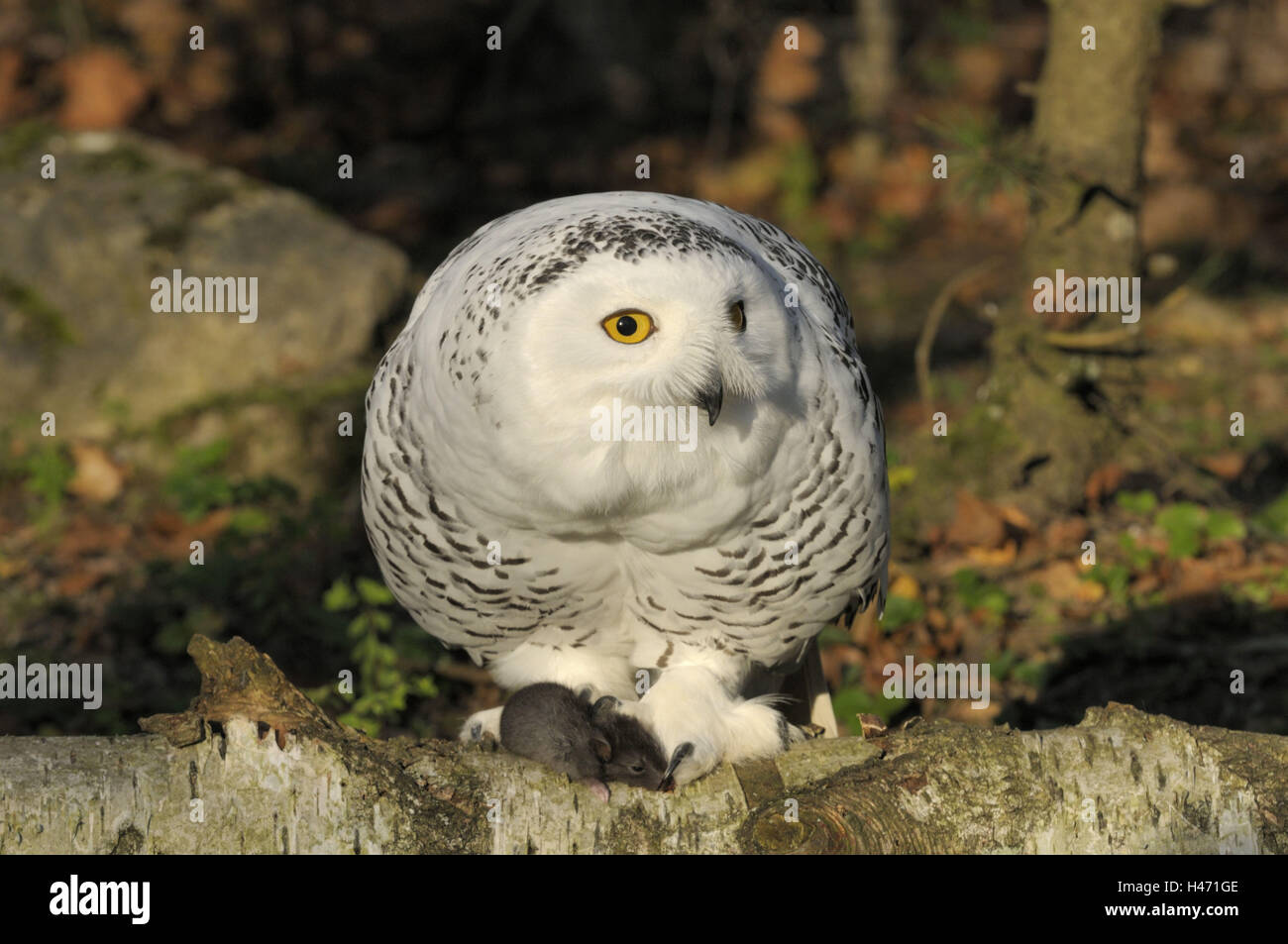 Snow owl, Nyctea scandiaca, prey, Stock Photo