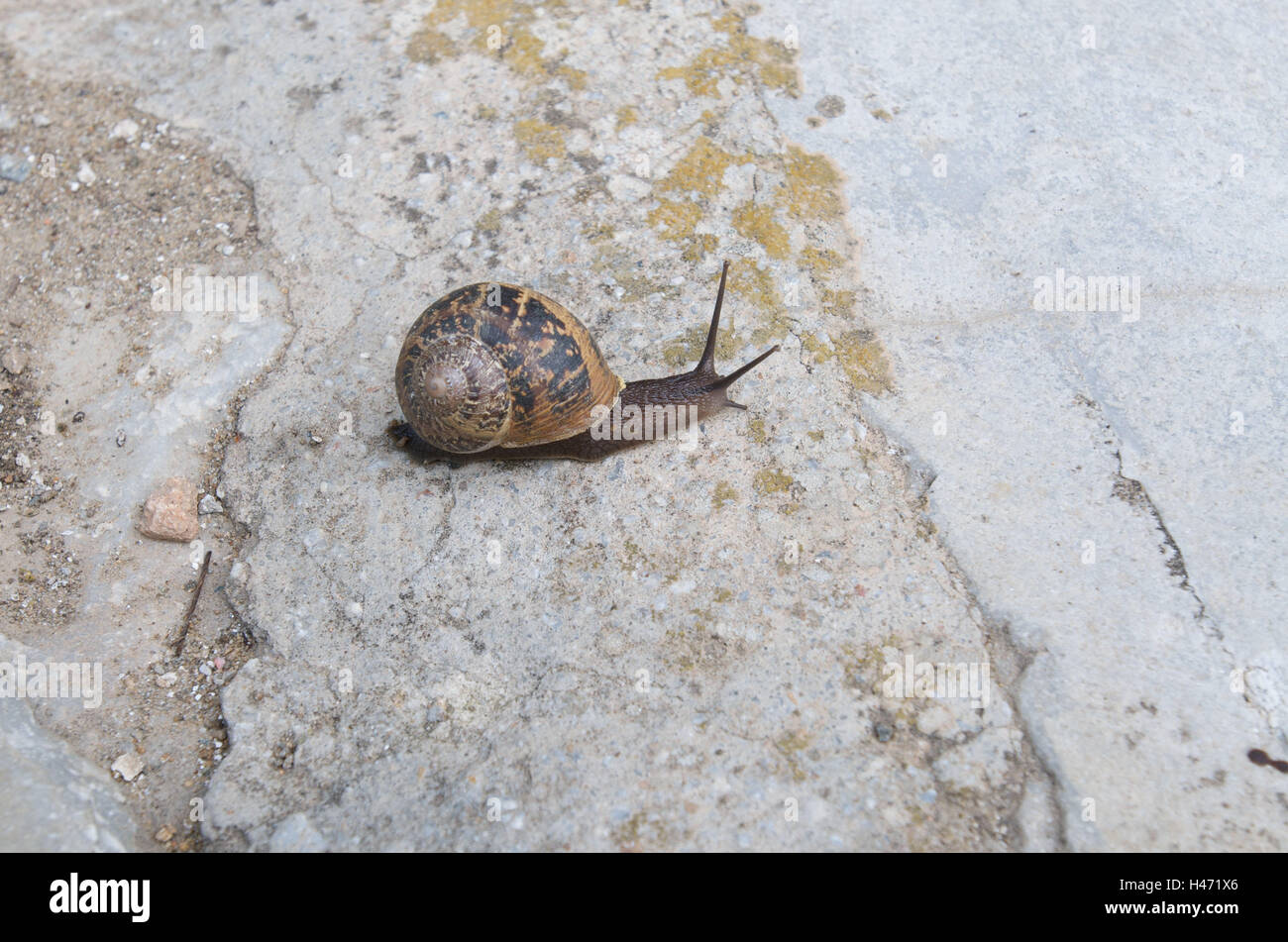 Snail on footpath, Stock Photo
