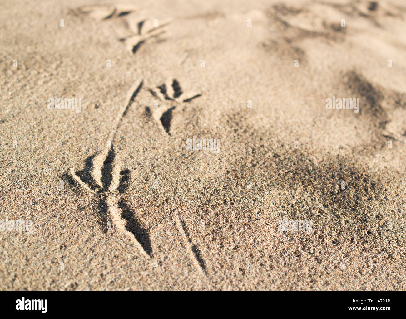 A bird's footprint on coastal sand. Stock Photo