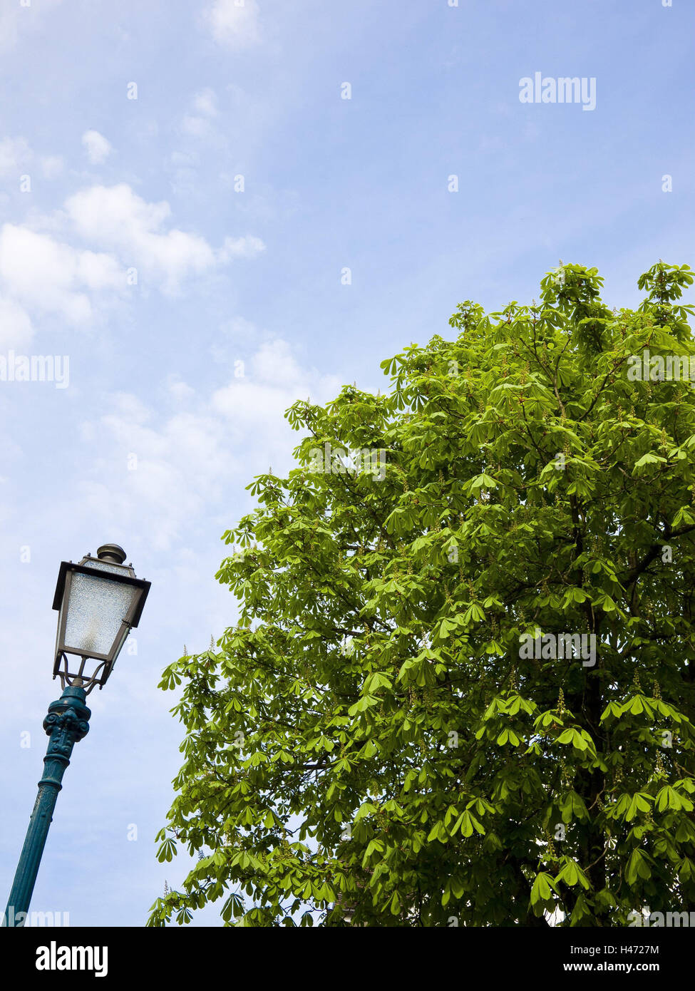 Street lamp, tree, Austria, Vorarlberg, Bregenz, Stock Photo