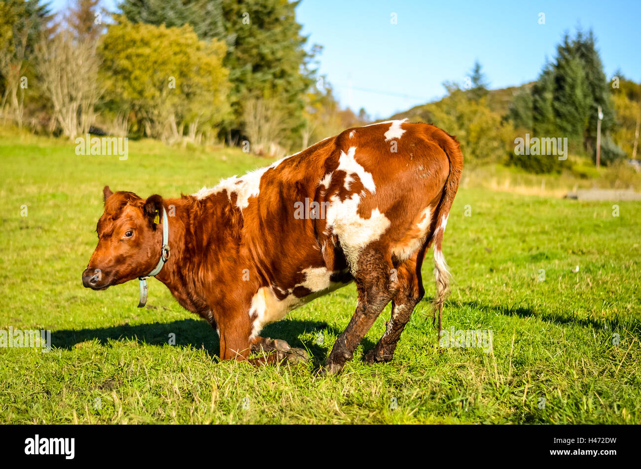 brown and white cow getting up on the norwegian meadow Stock Photo