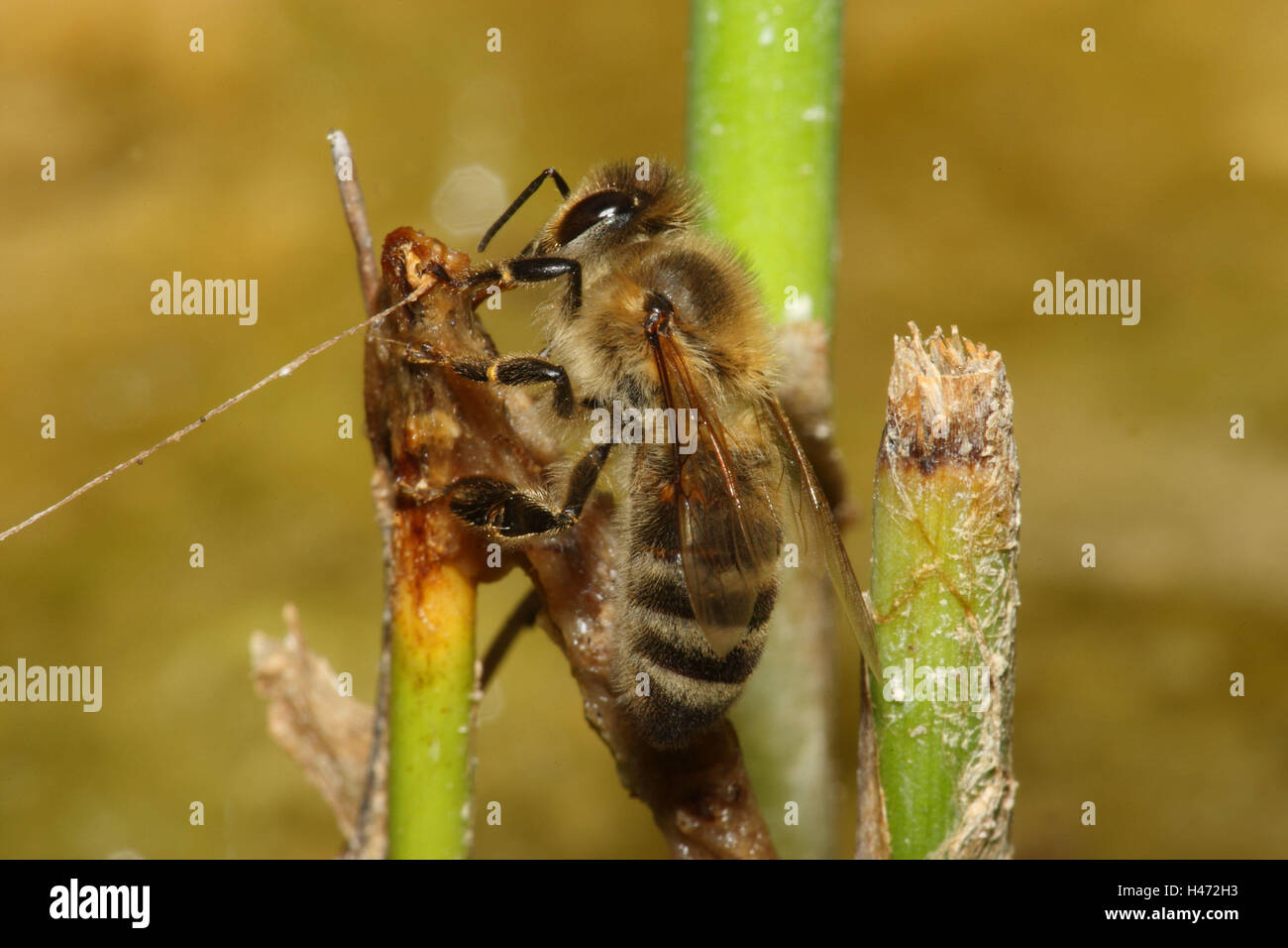Honeybee, Stock Photo