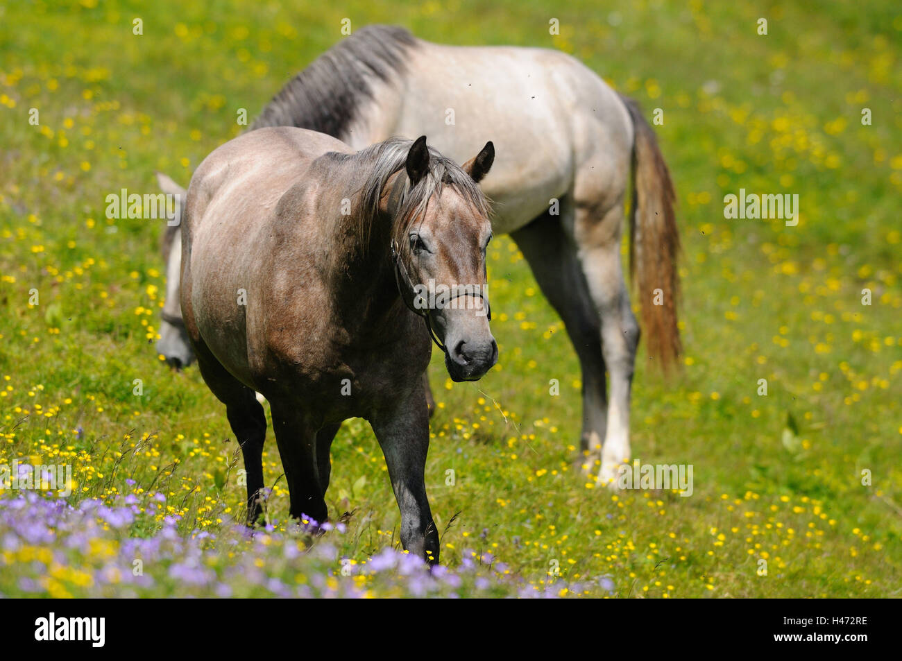 Domestic horses, Equus ferus caballus, side view, go, flower meadow, scenery, Stock Photo